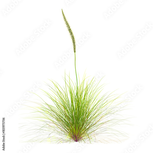 Green deer grass isolated on Canvas