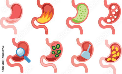 Human stomach icons, digestive health, medical conditions, treatment symbols, stomach pain, acid reflux, herbal remedy, diagnosis vector, healthcare illustration, anatomy design
