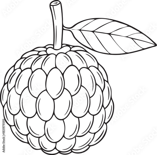 Silhouette of a Custard Apple in Natural Pose on White Background
