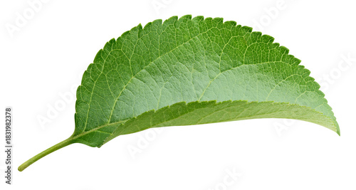 Apple leaves isolated on transparent background. Leaves Apple PNG