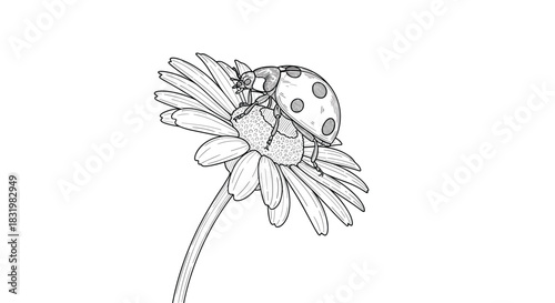 A beautifully detailed line art illustration of a ladybug with spots crawling on the petals of a delicate flower, depicting nature's small wonders.