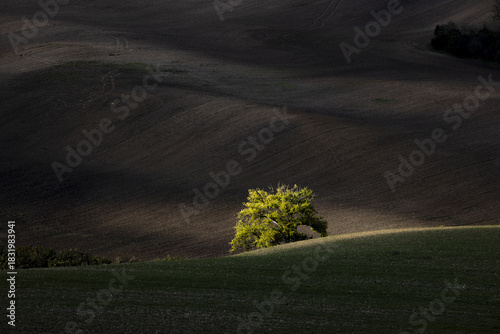 View of a solitary tree standing against the dark earth, illuminated by golden sunlight, in the rolling hills of Brno, South Moravian Region, Czechia.