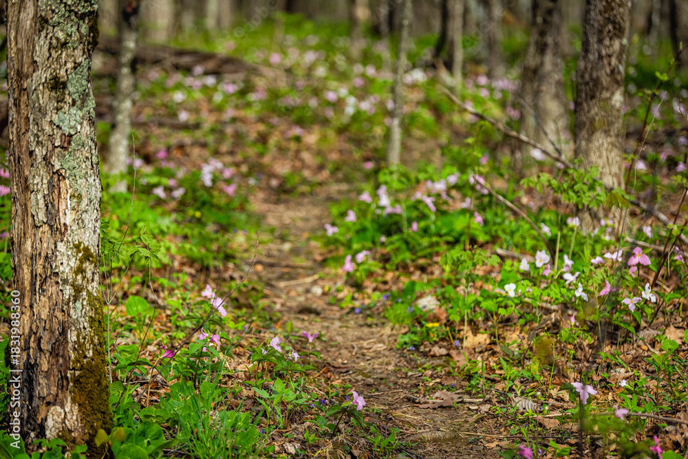 Fototapeta premium Pink and purple trillium wildflowers flowers field with trail footpath way in Virginia Blue Ridge of Wintergreen Resort