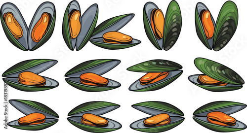 Cartoon Mussel Illustrations in Various Shell Positions for Culinary, Educational, Seafood, Marine Life, Ingredient, Icon, Vector, UI Use
