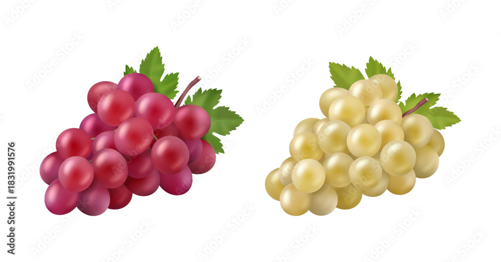Naklejka premium Ripe organic grapes for making and producing red and white wine. Vector realistic set of berries with leaves from farm or vineyard. Winemaking farm, natural ingredients for alcohol drink