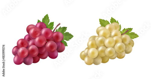 Ripe organic grapes for making and producing red and white wine. Vector realistic set of berries with leaves from farm or vineyard. Winemaking farm, natural ingredients for alcohol drink
