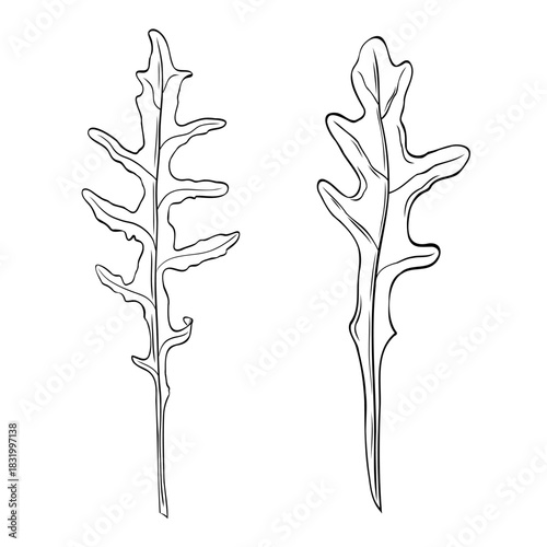 Set, clipart of monochrome botanical fragrant herb drawing of arugula plants. Graphic hand drawn ink black and white vector. Good for cooking, spa, medicinal tea, garden, beauty, package