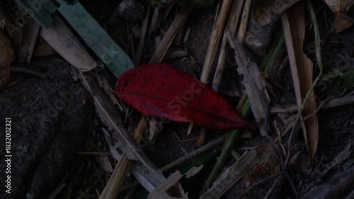 A red leaf is on the wild ground