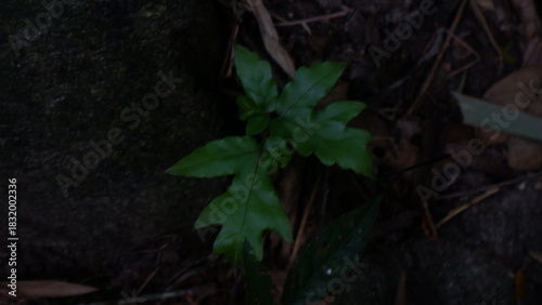 Green wet plant in the mossy rock