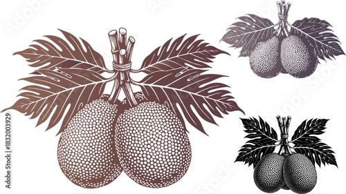 Antique botanical illustration of pears with leaves on a black background design