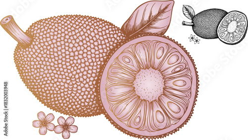 Detailed vintage illustration of jackfruit with cross section and leaves design