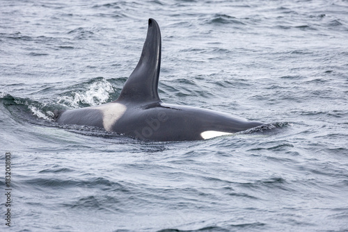 Картината върху платно male orca with large dorsal fin swims in the Atlantic ocean near Ólafsvík, Snaef
