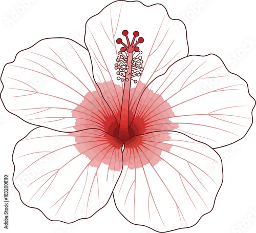 Delicate hibiscus flower with pink petals and red center on a white background
