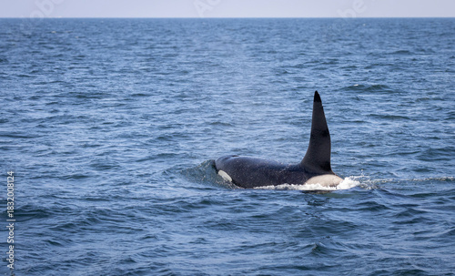 male killer whale (orca) in the blue waters near Ólafsvík, Snaefellsnes peninsula, Iceland