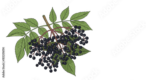 Detailed botanical illustration of a ripe elderberry branch with dark purple berries and green leaves for herbal medicine.