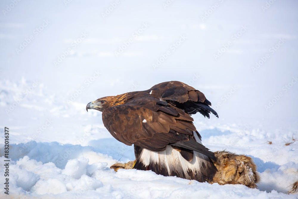 Obraz premium A large eagle caught a fox against a backdrop of snow. A bird of prey hunts its prey. A golden eagle sits in the snow, clinging to its prey. Falconry. A national tradition of Asia. Berkutchi,