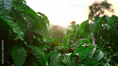coffee plantation in the early evening