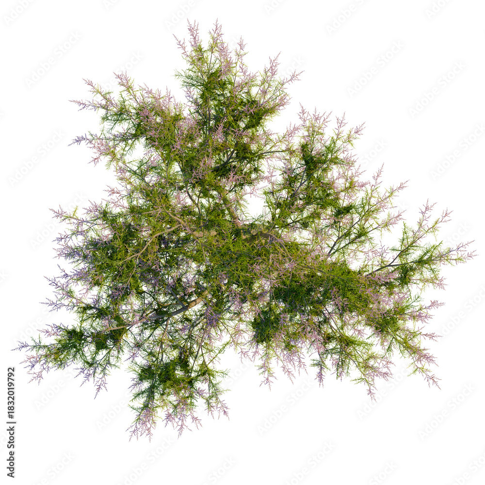 Fototapeta premium Tamarix ramosissima tree plan, top view, cutout, transparent background, isolate, Aerial view shows a flowering tree's vibrant spring blossoms in nature