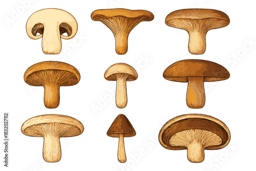 Various types of mushrooms illustrated with detailed textures and colors showcasing their unique shapes and sizes