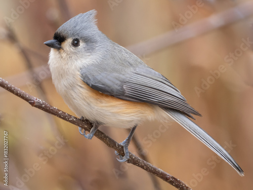 An ultra close up, side on shot of a Tufted Titmouse perched on a bare twig