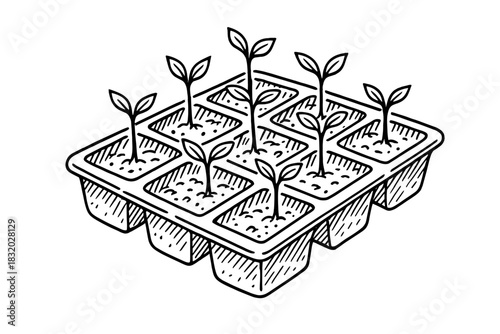Seedling tray with young plants growing in soil indoors during spring gardening activities for home growers