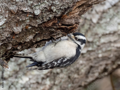 A female Downy Woodpecker clinging to the underside of a branch on which it is feeding