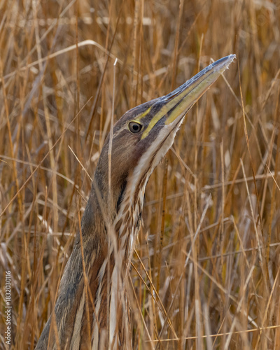 A close up of the head and beak of an American Bittern standing amongst golden colored reeds