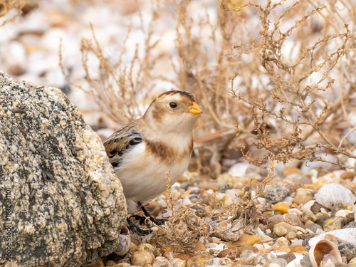A Snow Bunting emerging from behind a rock on a shingly beach amongst scrubby vegetation