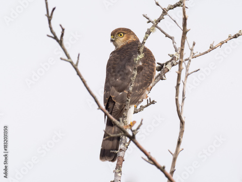 An immature Sharp-shinned Hawk perched up on dry twigs and looking back over its shoulder