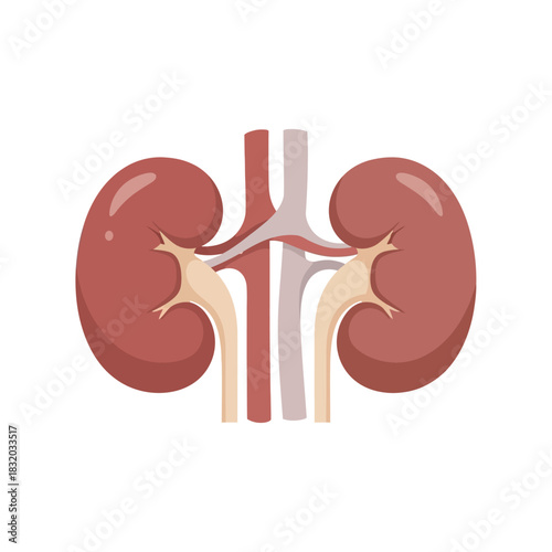 Illustration of healthy kidneys depicting renal anatomy and physiological function for medical