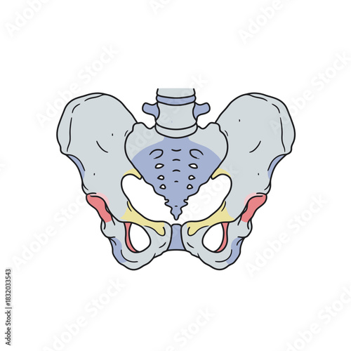 Anatomical illustration exhibiting the pelvis structure with detailed bone articulation