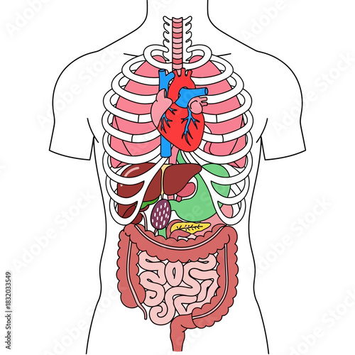 Human anatomical illustration depicting internal organs and skeletal structure with emphasis