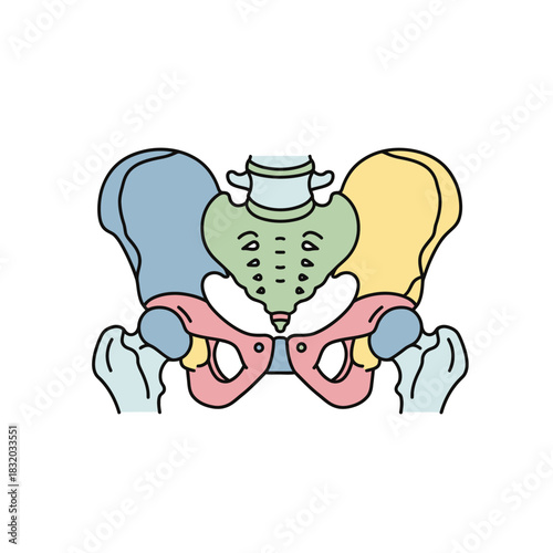 Stylized anatomical depiction showcasing the pelvic bone structure in distinct colors