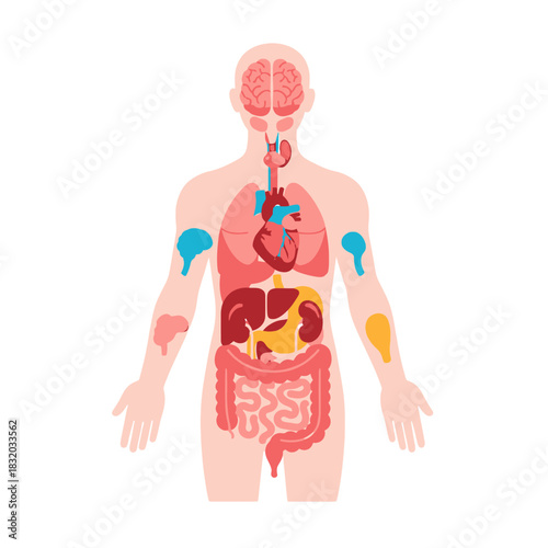 Human body anatomical illustration showcasing internal organs and system functioning within