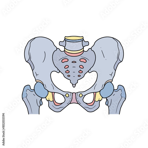 Human pelvic girdle anatomy illustration showcasing the skeletal structure and design