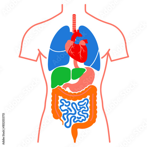 Human Anatomy Diagram Displaying Internal Organs With Simple Color-Coded Illustration