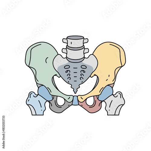 Detailed anatomical illustration of the human pelvic bone structure for medical education purpose