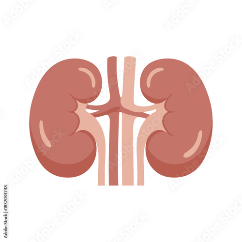 Stylized kidney illustration emphasizing renal health and anatomical representation for