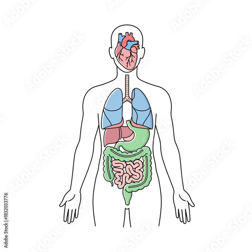 Human anatomical figure displaying internal organs with a simplified visual representation anatomy