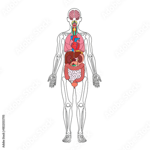 Anatomical sketch displaying internal organs and skeletal system of a human body outline