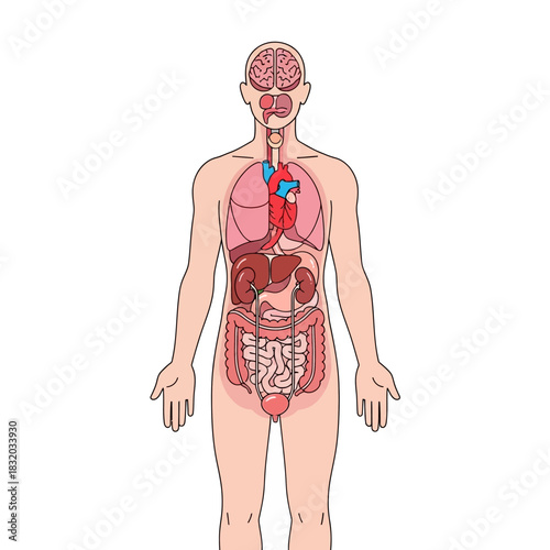 Human anatomy illustration showcasing internal organs and bodily systems for medical education