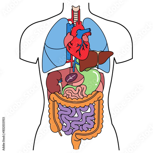 Simplified anatomical illustration displaying vital internal human organs location diagram medical