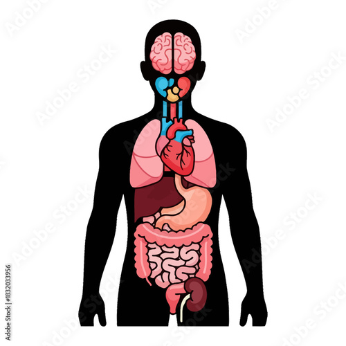 Human body anatomical representation: internal organs visualized in color on black background