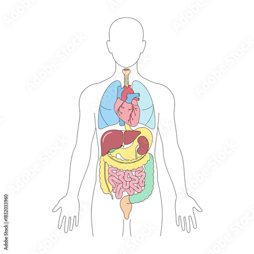 Stylized human anatomy illustration showcasing internal organs for educational use or medical