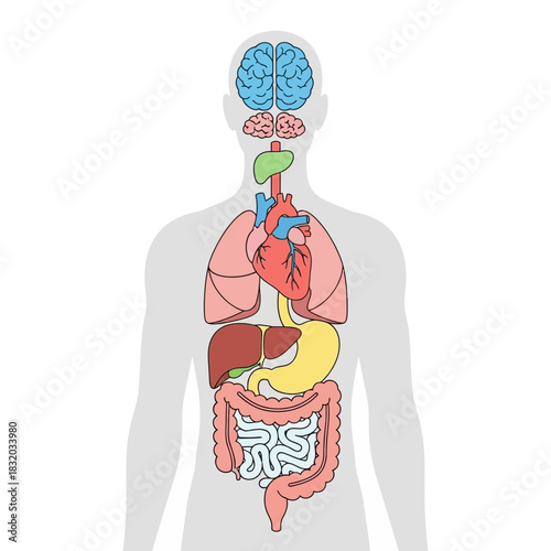 Detailed human anatomy illustration showcasing essential internal organs system in a medical context