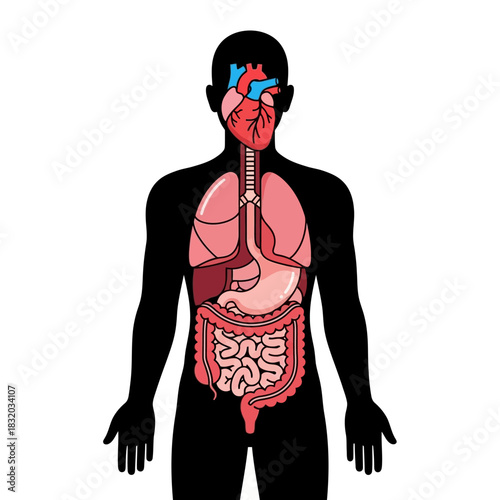 Stylized human anatomy illustration depicting internal organs with a silhouette figure