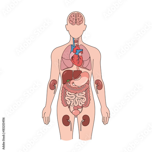 Anatomical illustration showcasing human organ arrangement within the body's silhouette