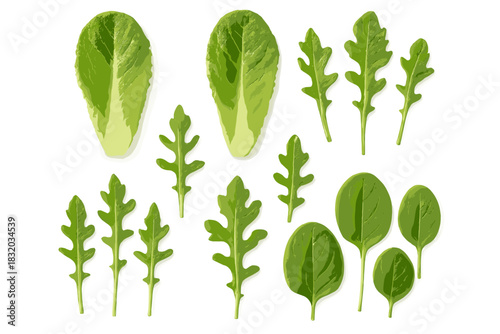 Fresh green salad leaves arranged on a white background showcasing diverse shapes and sizes