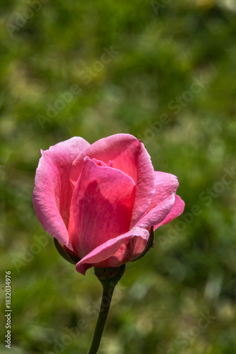 Bocciolo di rosa