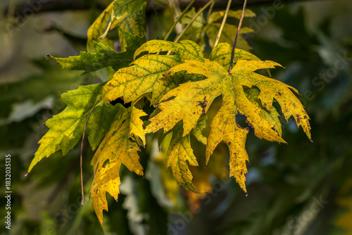 l'autunno colora le foglie